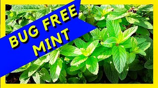 How to STOP Insects EATING Plant Leaves Tips amp Tricks [upl. by Philipson]