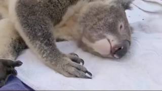 Koala Bear  Life of Koala Documentary [upl. by Nylaroc434]