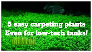 5 Easy LowTech Carpeting Plants For Your No Co2 Aquascape [upl. by Sharon]