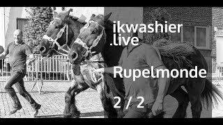 Jaarmarkt Rupelmonde 22 met keuring Belgische trekpaarden en BWP rijpaarden  ikwashierlive [upl. by As]