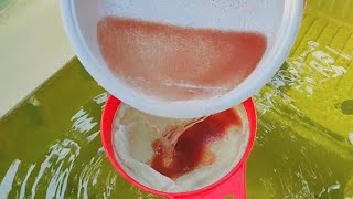 How to culture daphnia  Daphnia culture  How to grow daphnia outdoor [upl. by Alaj63]