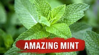 Mint Benefits for Health  Mint Leaf Uses for Digestion Issues  Dr Berg [upl. by Erickson351]