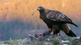 Das Leben des Königs der Berge  Steinadler Doku [upl. by Joiner884]