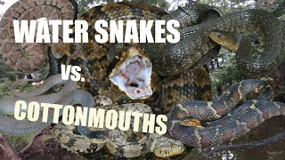 COMPLETE Guide to Water Snakes vs Cottonmouths [upl. by Larentia446]