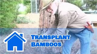 Bamboo Growing 101  How to Transplant Bamboos [upl. by Dorraj131]