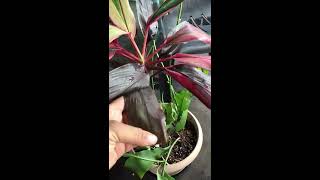 Ti Plant Rescue Cordyline Fruticosa [upl. by Karna]