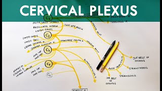 Cervical Plexus  Anatomy Tutorial [upl. by Leavelle487]