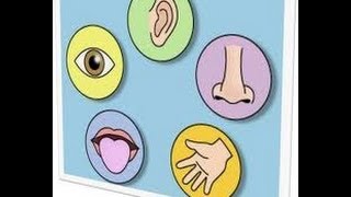 Five 5 Senses Human Body Part 1kindergartenpreschooltoddlers [upl. by Narba472]