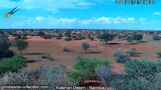 Namibia Live stream in the Kalahari Desert [upl. by Gilmer]