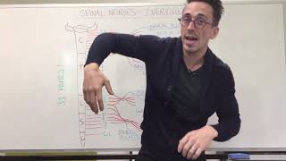 Spinal Nerve Plexus  Peripheral Nervous System [upl. by Tivad]