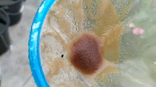 How to culture daphnia moina in a small container Part 1 English Subtitle [upl. by Ripley542]