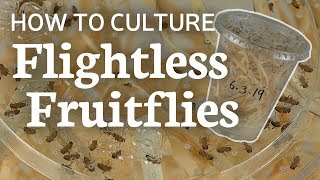 Flightless Fruitflies 101 How to Raise and Culture [upl. by Animaj]