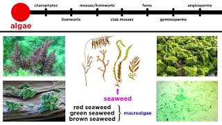 Overview of Plant Classification Vascular and Nonvascular Plants [upl. by Tsugua]