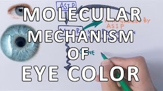 Molecular Genetics of Eye Color [upl. by Sachi450]