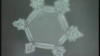 Masaru Emoto  Messages de lEau Documentaire [upl. by Phaedra478]