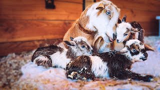 Zwergziegen  Alte Nutztierrassen Folge 20  Westafrikanische Ziegen im Rasseportrait pygmy goats [upl. by Bayard]