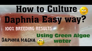 Daphnia MagnaHow to Culture Daphnia Easy wayCulturing Daphnia using Green water Daphnia [upl. by Zaid]