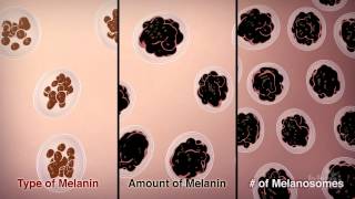 How We Get Our Skin Color  HHMI BioInteractive Video [upl. by Arayk]