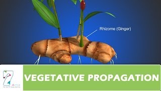 VEGETATIVE PROPAGATION [upl. by Oknuj]