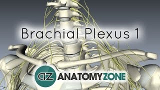 Brachial Plexus  Branches  3D Anatomy Tutorial [upl. by Bank]