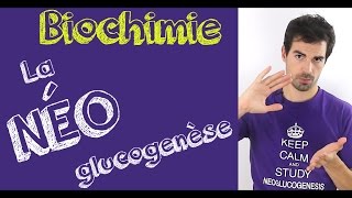 Cours de biochimie La néoglucogenèse [upl. by Bohannon207]