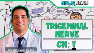 Neurology  Trigeminal Nerve Cranial Nerve V [upl. by Anitak]