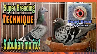 Perfect Breeding Technique for Racing Pigeons Super Tip [upl. by Jeannette]