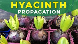 HYACINTH PROPAGATION FROM BULBS  Care for the plant [upl. by Ocir]