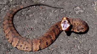 21 Striking Facts About Cottonmouth Snakes [upl. by Nicolai]