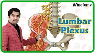 The Lumbar Plexus  Gross Anatomy [upl. by Messing]