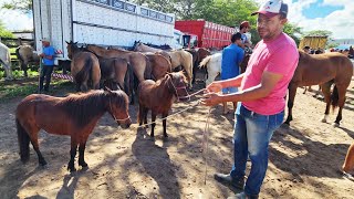 FEIRA DE CAVALOS EM CARUARUPE 19032024 nordeste [upl. by Epner]