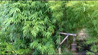 How To Grow A Bamboo Hedge [upl. by Akerehs]