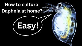 BEST Live Fish Food Beginner guide How to Culture Daphnia at home [upl. by Lam]