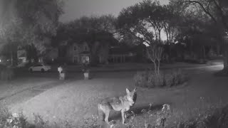 Pack of roaming coyotes kill family pet [upl. by Hardie]