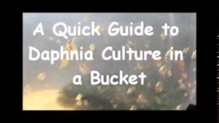 How to culture daphnia outside [upl. by Nrojb]