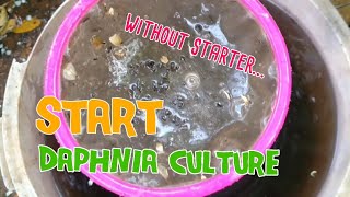 How to culture daphnia moina the easy way 1  Starting the Daphnia culture [upl. by Artenak]