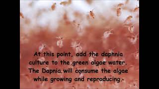 Daphnia  How to grow daphnia in your home [upl. by Hendel]