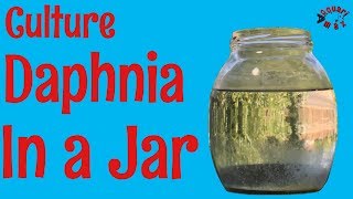 How to Culture Daphnia in a Jar [upl. by Cirdek]