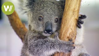 Cutest Koala baby ever [upl. by Yrrak30]