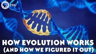 How Evolution Works And How We Figured It Out [upl. by Anyk]