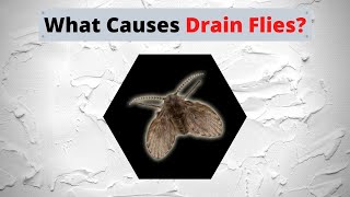 What Causes Drain Flies [upl. by Eilsil264]