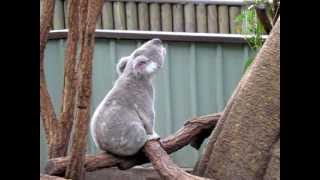 Koala sounds [upl. by Rowena]