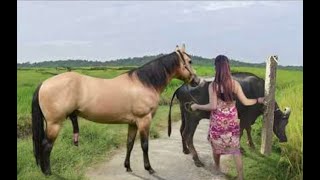 My sister training care her lovely horse in beginner 2021 [upl. by Garfield]