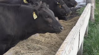 How FullBlood Wagyu Is Cultivated At Mayura Station In Australia [upl. by Silvestro]