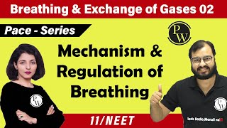 Breathing and Exchange of Gas  02  Mechanism and Regulation of Breathing Class 11 NEET [upl. by Ppilihp695]