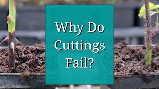 Why Do Cuttings Fail Propagation Tips [upl. by Hudson749]