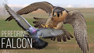 PEREGRINE FALCON  Bird Slayer and Dive master The Fastest Animal on the Planet [upl. by Darrey]