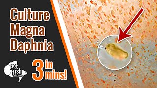 How to culture DAPHNIA MAGNA  The easy way [upl. by Liddy832]