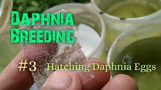 Daphnia Culture made simple and easy 3  Hatching Daphnia eggs [upl. by Asilenna560]