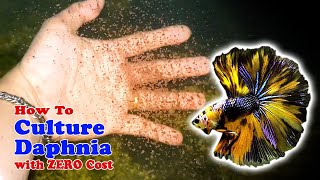 How to Culture Daphnia with ZERO Cost  Unlimited Live Food For Our Fish [upl. by Liv]